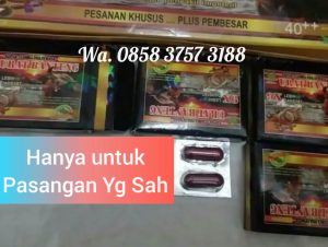Jual urat banteng obat kuat di Pekanbaru